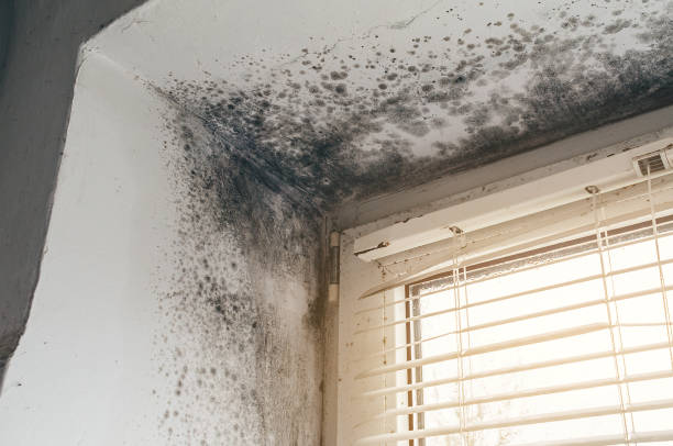 Affordable Mold Cleanup solutions in Millheim, PA
